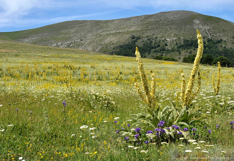 Monti Sibillini